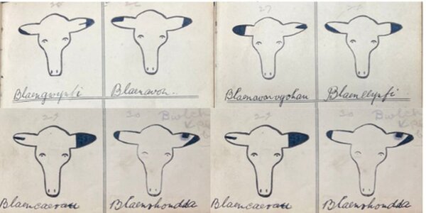 A diagram showing different sheep ear marks with their farm names written underneath