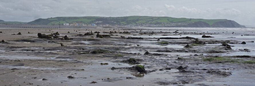 A landscape photograph showing a panorama of Borth beach with the stumps of its ancient forest visible at low tide
