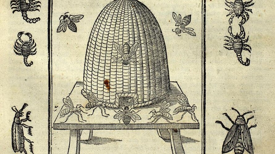 Beehive from The Theater of Insects