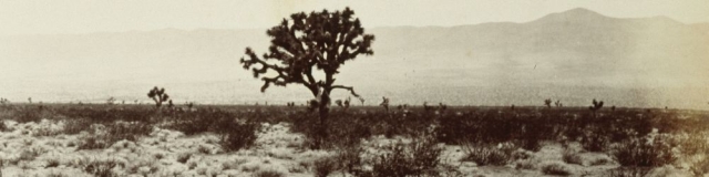 Paper tree, Mohave Desert, California. Carleton E Watkins collections