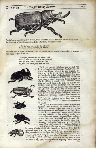 Illustrations and descriptions of various kinds of beetles cc