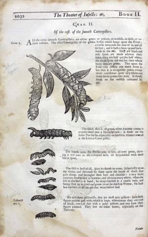 Illustrations and descriptions of various kinds of catterpillars cc