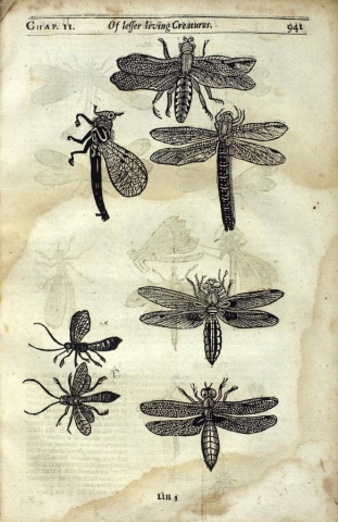 Illustrations of various kinds of flies cc