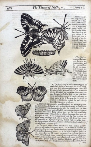 Illustrations and descriptions of various kinds of butterflies cc