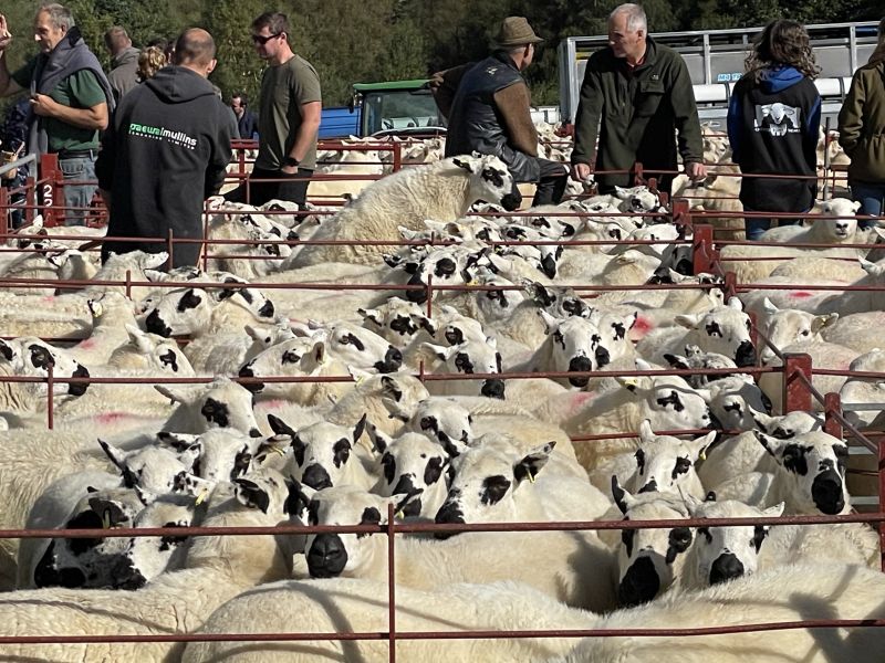 Farmers and Beulah speckled face sheep