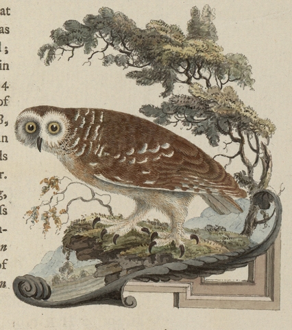 British Small Owl h