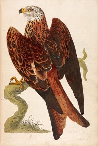 Red kite by Peter Paillou h